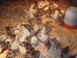 2012 day old Bronze and White Poults